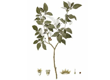 Ashwagandha Seeds