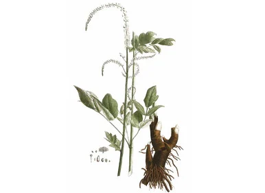 Black Cohosh Seeds
