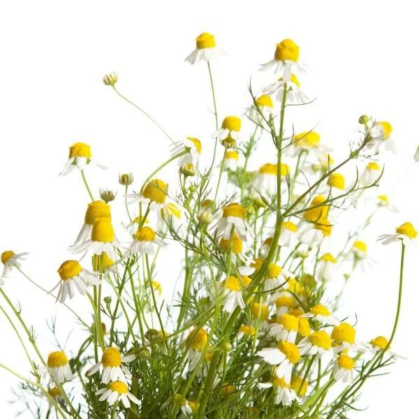 Chamomile (German) Hydrosol