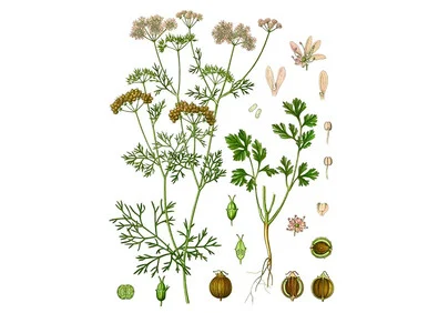 Cilantro Seeds
