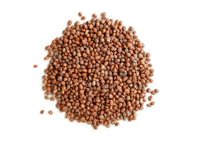Daikon Radish Sprouting Seed Organic