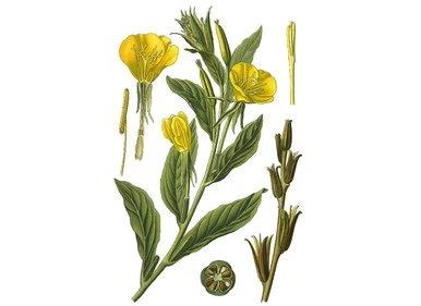 Evening Primrose Seeds
