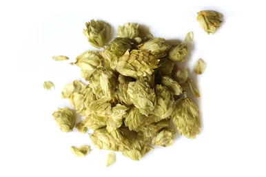 Hops Flowers Organic