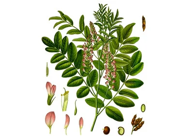 Licorice Seeds