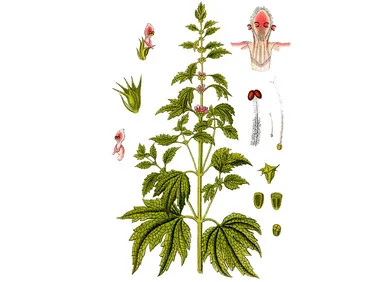 Motherwort Seeds