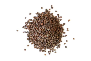 Rambo Radish Sprouting Seed Organic
