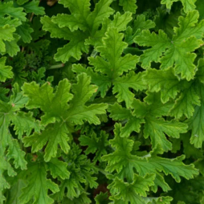 Rose Geranium Hydrosol