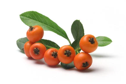 Sea Buckthorn Berry Oil