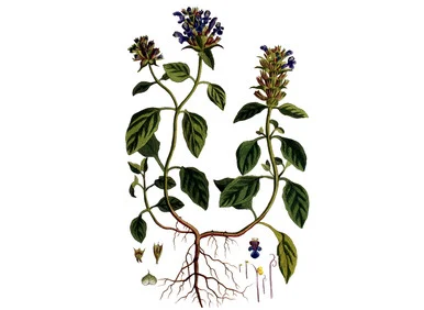 Self Heal Seeds