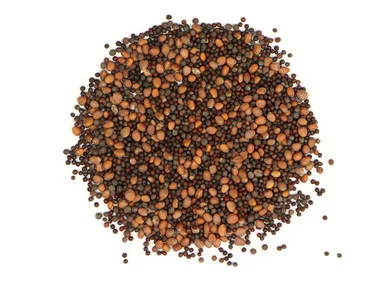 Spicy Sprouting Seed Blend Organic