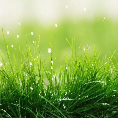 Sweetgrass Hydrosol