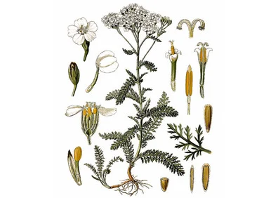 Yarrow Seeds